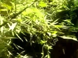 Indonesia- asli anak ciwaru