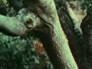 Genç kız Bigfoot tarafından becerdin